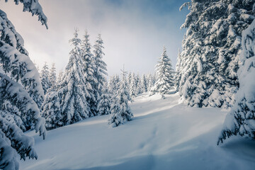 A magical image of snow-covered fir trees after a snowfall in cold weather. Photo wallpaper.
