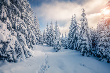 Gorgeous image of snowy fir trees glistening in the sun on a frosty and calm day. Carpathian mountains, Ukraine.