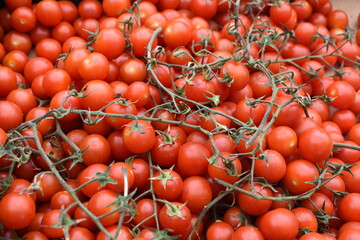 Freshly grown cherry tomatoes on vine background