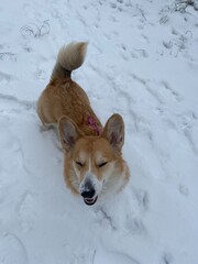 dog in snow