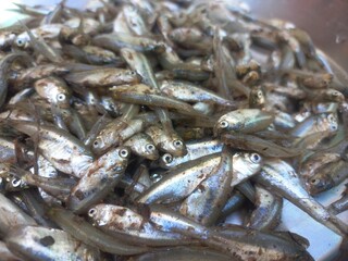 Haldi namak ka mishran kiya hua  choti machli,fresh pond small fish of steel pot,Lots of small fish in steel pot