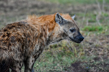 Hyena in the Savannah of Africa
