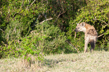 Hyena in the Savannah of Africa