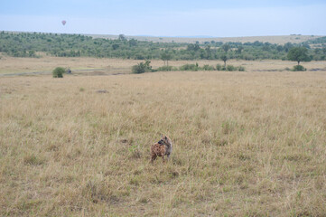 Hyena in the Savannah of Africa