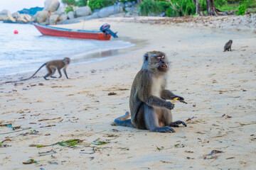 Monkeys on the beach in bintan islands, beach monkeys in bintan area eating snacks given by tourists