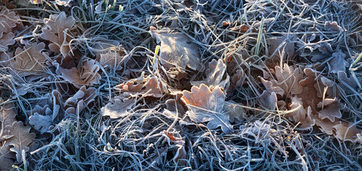 background of autumn leaves in frost