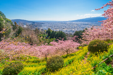 松田町の春景色　丘の上から望む春の花々と足柄平野【神奈川県】