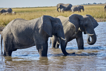 Fototapeta premium Majestic giants roaming the wilds of Chobe Witnessing the grace and power of these incredible creatures in their natural habitat is a memory that will last a lifetime