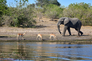Fototapeta premium Majestic giants roaming the wilds of Chobe Witnessing the grace and power of these incredible creatures in their natural habitat is a memory that will last a lifetime