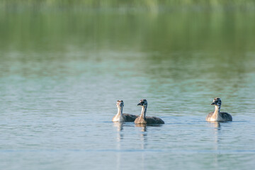 children of grebe on the water