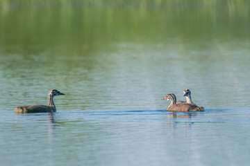 grebes on the lake