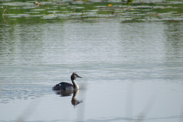 grebe in the water