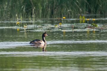 grebe on the lake