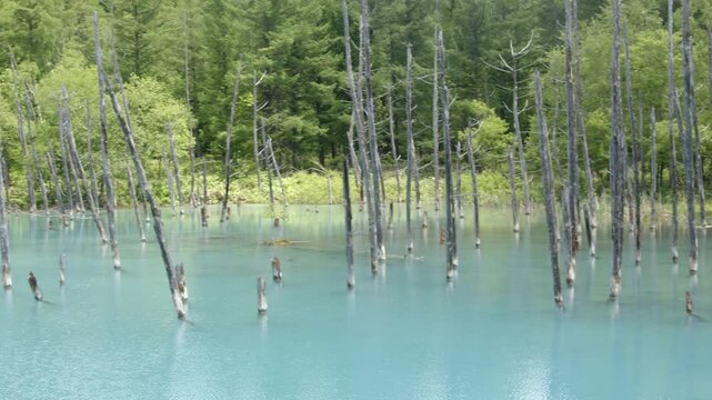 The scenic beauty of Blue Pond in Furano, Japan