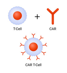 CAR T-Cell Composition Vector