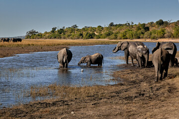 Obraz premium Majestic giants roaming the wilds of Chobe Witnessing the grace and power of these incredible creatures in their natural habitat is a memory that will last a lifetime