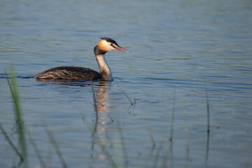 Great Crested Grebe in the water