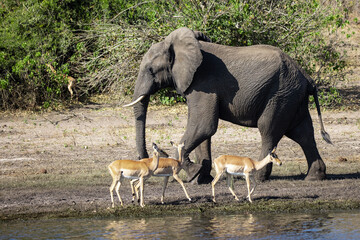 Fototapeta premium Majestic giants roaming the wilds of Chobe Witnessing the grace and power of these incredible creatures in their natural habitat is a memory that will last a lifetime
