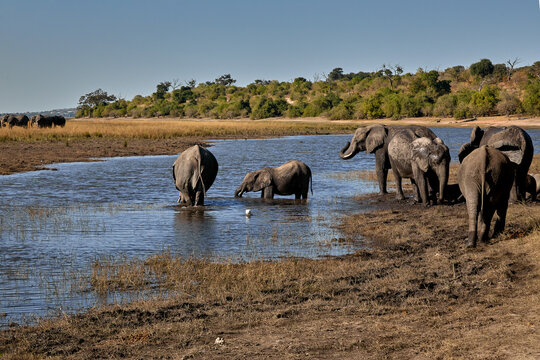 Majestic giants roaming the wilds of Chobe  Witnessing the grace and power of these incredible creatures in their natural habitat is a memory that will last a lifetime