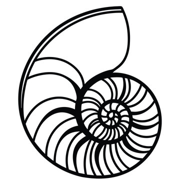 a black and white line drawing of a nautilus shell