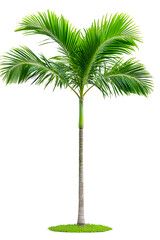 Coconut Palm Tree Isolated on White Background