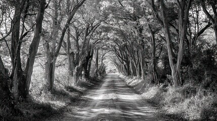 Obraz premium A serene, tree-lined dirt road creates a peaceful atmosphere in black and white.