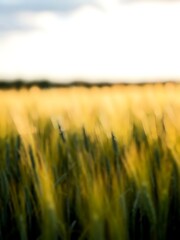 Artistic Bokeh of Lush Green and Golden Crops