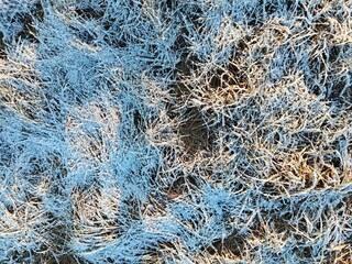 Snow-covered grass in the morning sunshine 