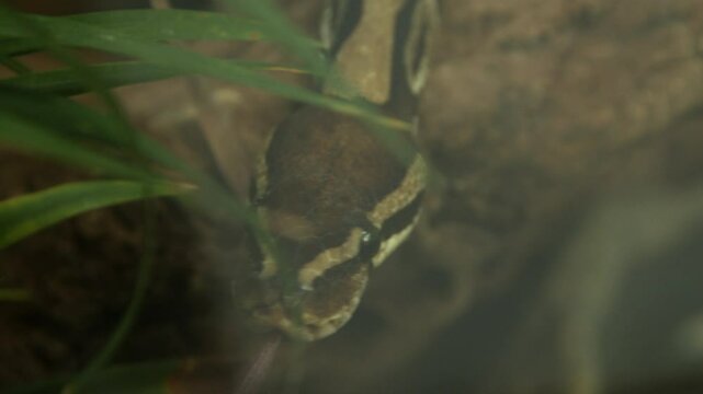 With its tongue darting in and out, a ball python slithers towards the camera