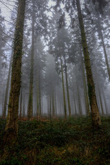 Obraz premium Misty forest landscape