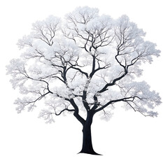 Fototapeta premium tree and leaves