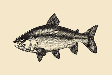 A detailed vintage-style engraving of a fish, resembling a salmon, depicted in black-and-white with intricate scales and fin details. Perfect for fishing, culinary, or wildlife-themed designs.	
