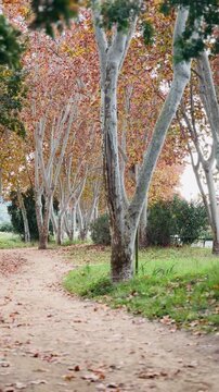 Walking Through Autumn Trees with Falling Leaves on a Scenic Path.