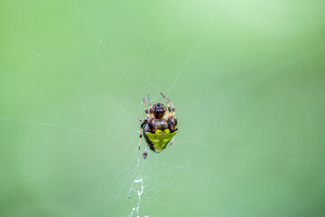 This gorgeous arrowhead orbweaver (verrucosa arenata - also known as the triangle orb weaver or arrowhead spider) was perched in its web next to a hiking trail in Ontario, Canada.