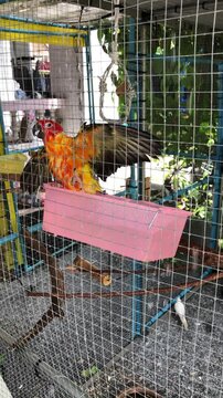 Adorable parrot,Sun conure bird and Green-cheeked conures bird swimming or playing in tha bathtub.Cute parrot.