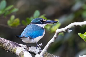 Collared Kingfisher, Todiramphus chloris, Bhitarkanika, Odisha, India