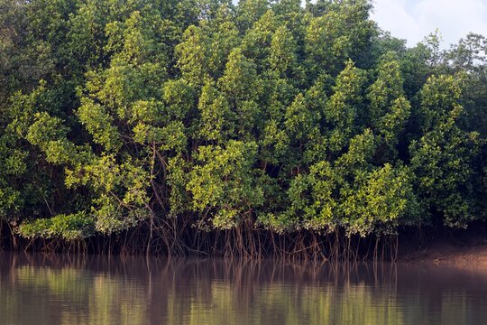 Mangrove, Coast, Sundari tree, Bhitarkanika, Odisha, India