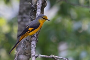 Short-billed Minivet, Pericrocotus brevirostris, female, Pangolakha Wildlife Sanctuary, Sikkim, India