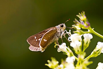 Skipper, butterfly, insect, Sikkim, India