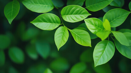 Obraz premium Lush Green Leaves Close-Up with Soft Focus Background Ideal for Personalization and Nature-Themed Projects