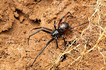 False Black Widow Spider, Spider, Steatoda sp., Maharashtra, India