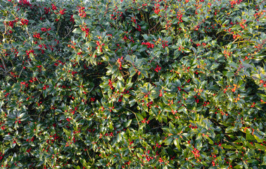 background of christmas holly berry