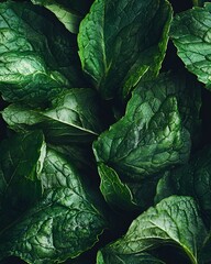 Fototapeta premium Background closeup of textured green mint leaves