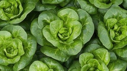 Fototapeta premium A vibrant field filled with fresh lettuce plants cultivated in neat rows under clear skies, showcasing the lush greenery of summer