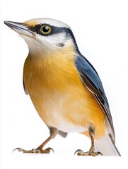 Fototapeta premium Nuthatch Standing in Profile with High Fidelity Clear Background