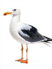 Obraz premium Elegant Seagull Standing Upright Against a Pure White Background
