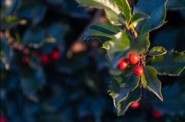 background of christmas holly berry