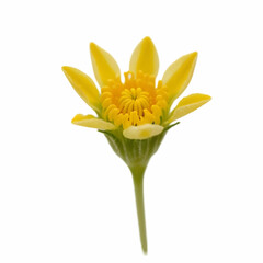 Fototapeta premium Mustard Flower blossom Canola or Oilseed Rapeseed isolated on white background