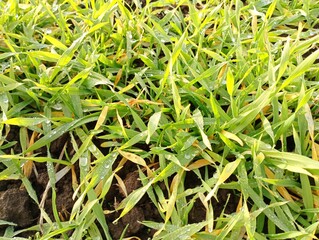 Background of young green stalks of winter wheat. Natural backgrounds and textures. Agricultural plants in the field on the ground.