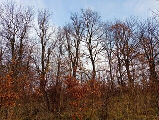 Row of tall oaks with bare branches against the sky. Large beautiful oaks. Natural backgrounds and landscapes.